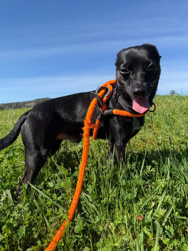 Enlarge Floki, a Adoptable Rat Terrier in Grants Pass, OR image 2/5