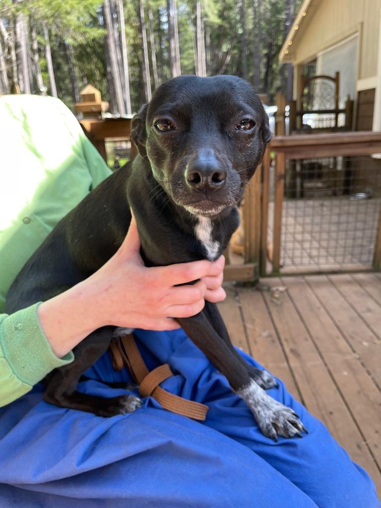 Enlarge Floki, a Adoptable Rat Terrier in Grants Pass, OR image 5/5