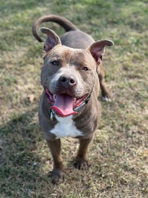 STONE, Adoptable, Young Male Pit Bull Terrier.