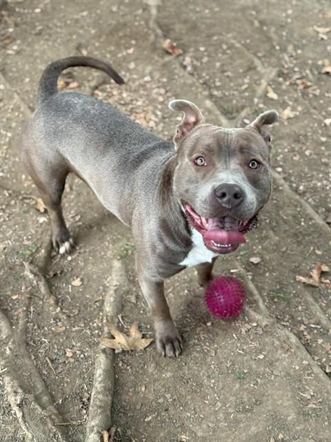 STONE, Adoptable, Young Male Pit Bull Terrier.