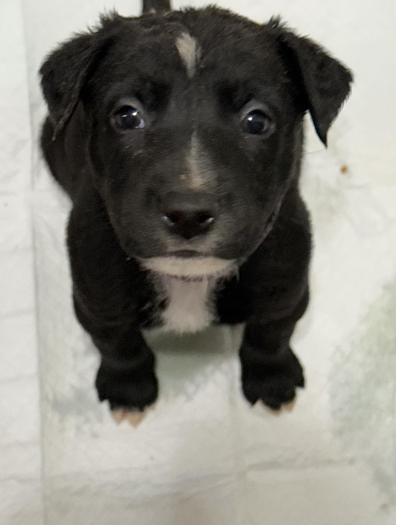 Auntie Em (The Munchkin Litter), Adoptable, Puppy Female Dutch Shepherd & Labrador Retriever.