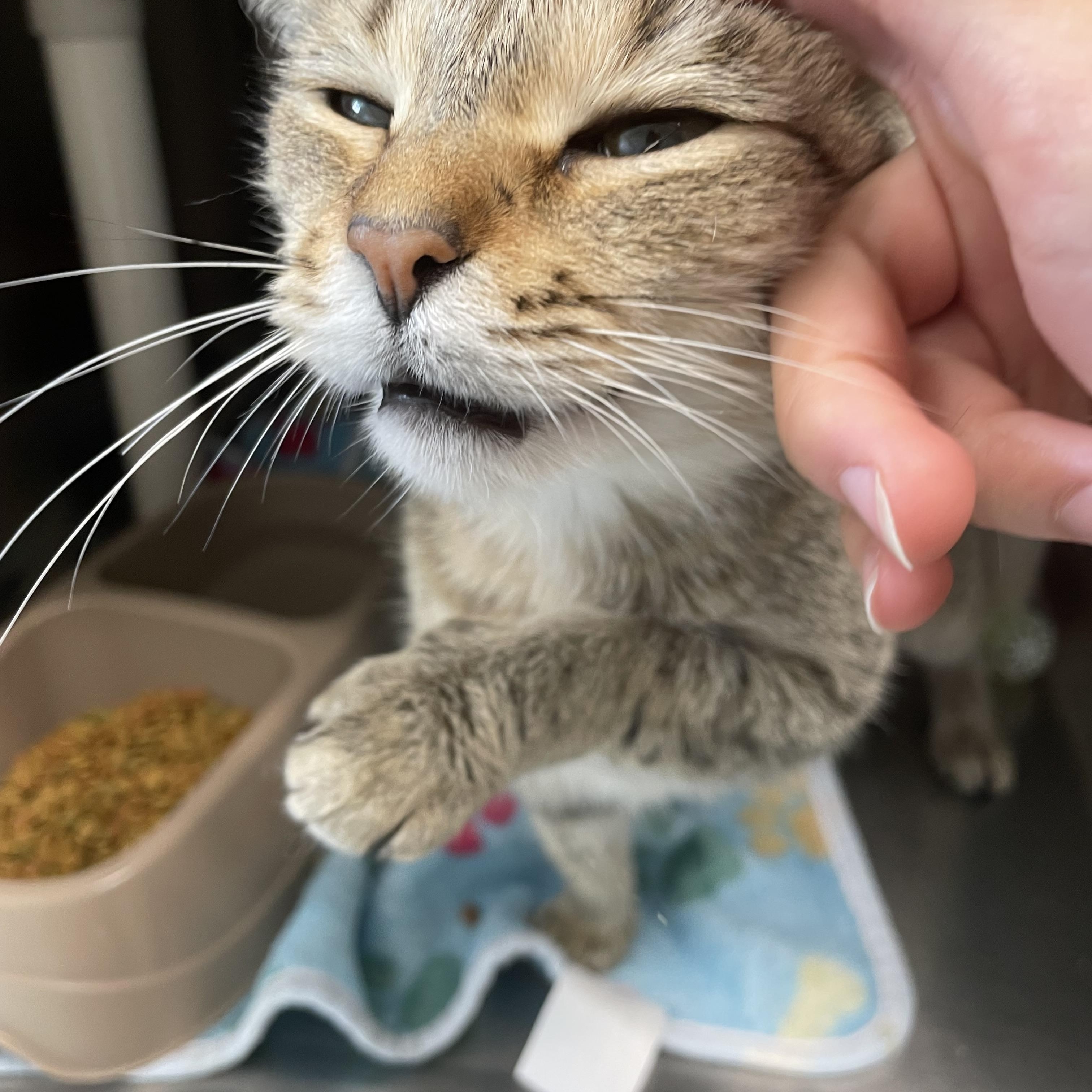 Libby, a Adoptable Domestic Short Hair in Benton Harbor, MI image 2/2