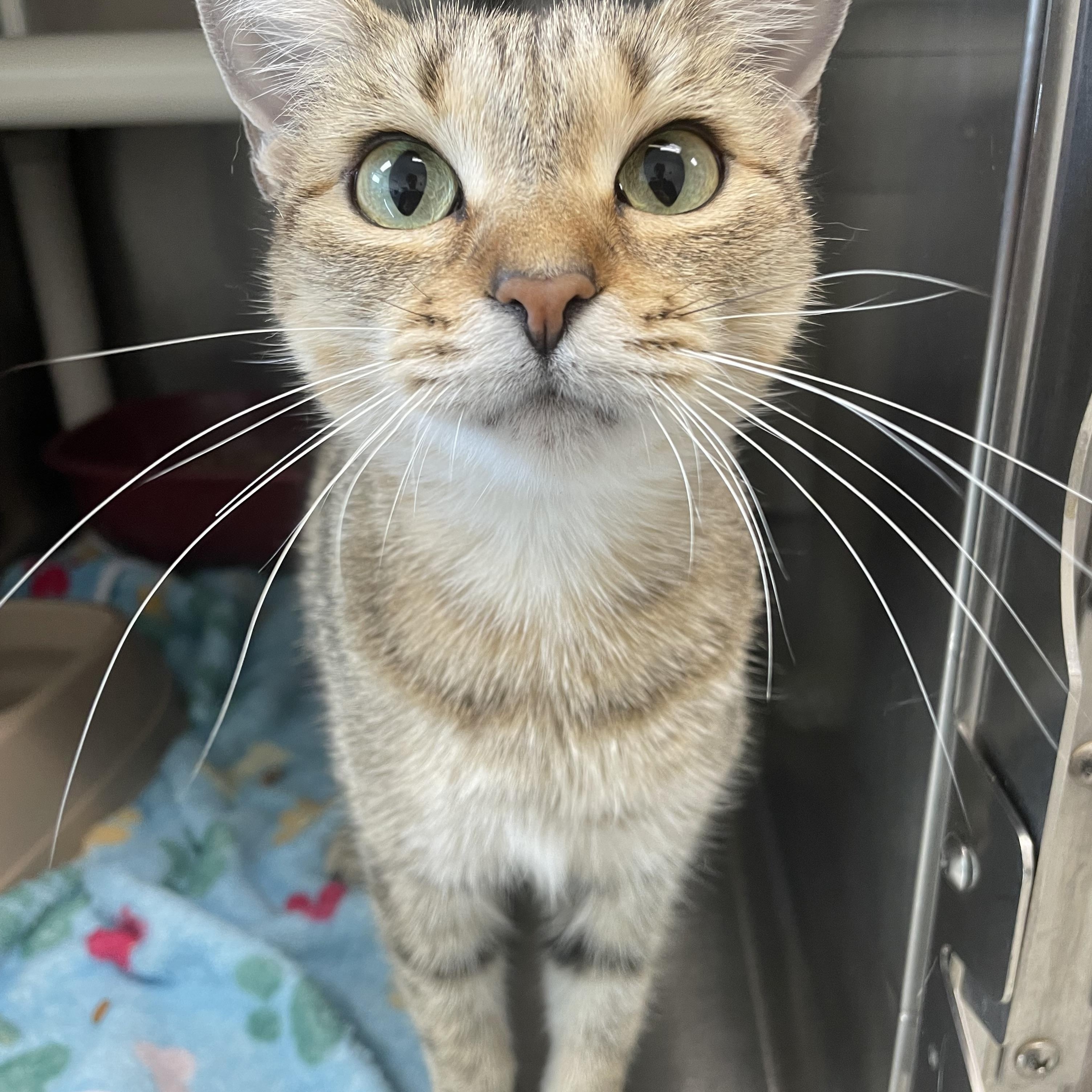 Libby, a Adoptable Domestic Short Hair in Benton Harbor, MI image 1/2