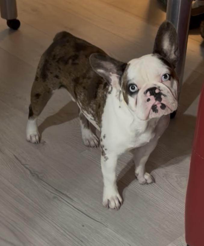 Enlarge Diego, a ADOPTABLE French Bulldog in Boca Raton, FL image 2/2