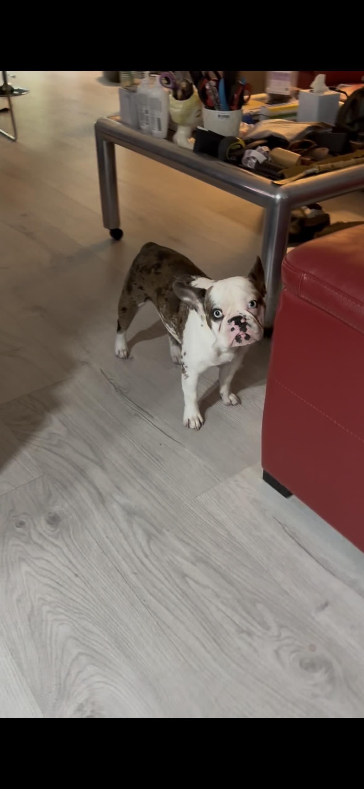 Diego, ADOPTABLE, Puppy Male French Bulldog.