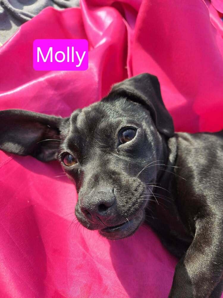 Molly — thumbnail 2