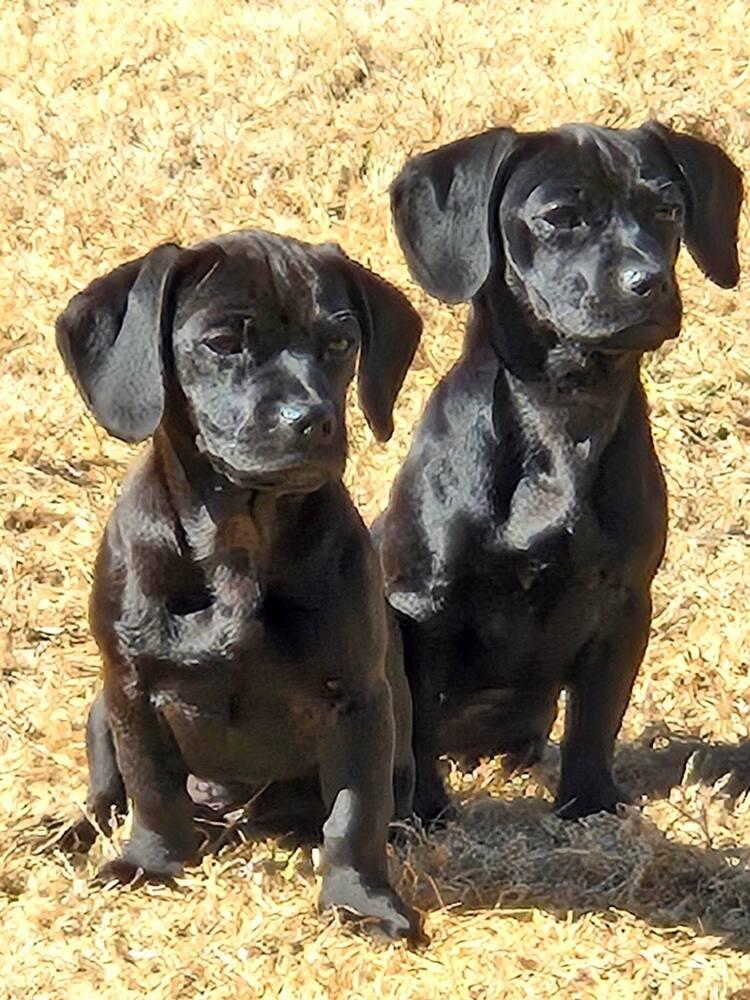 Molly — thumbnail 3