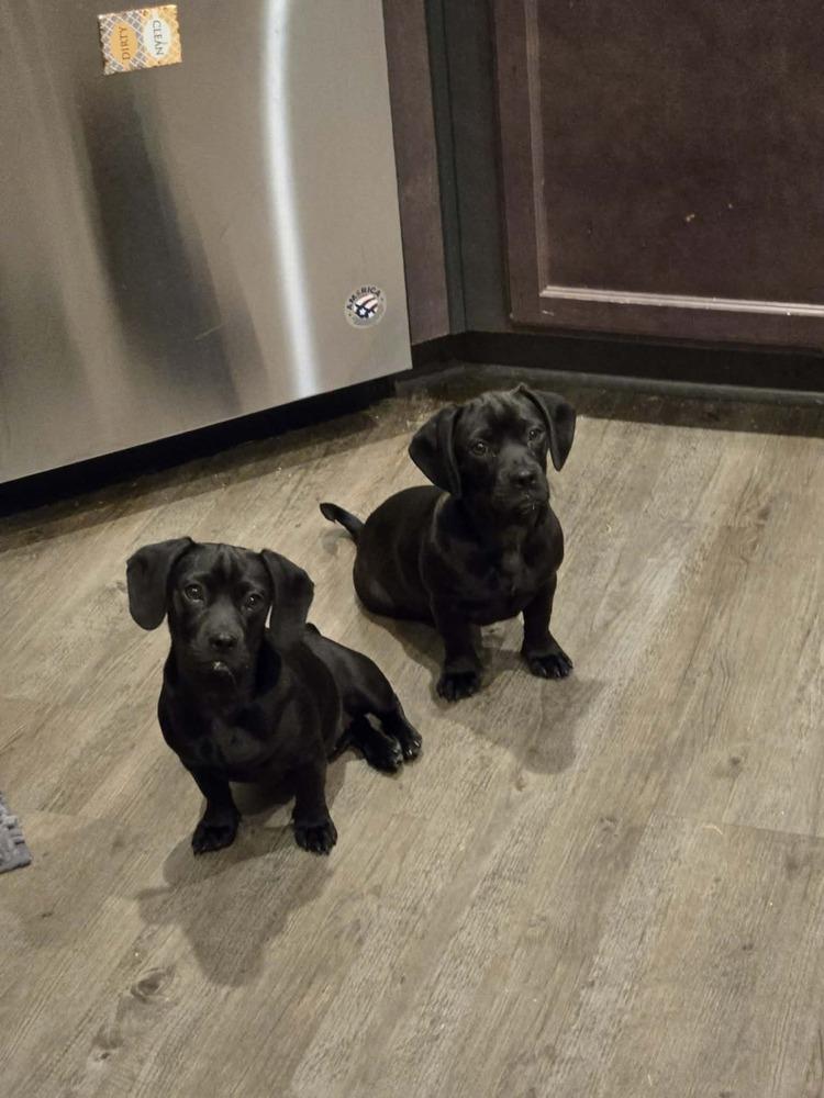 Molly — thumbnail 4