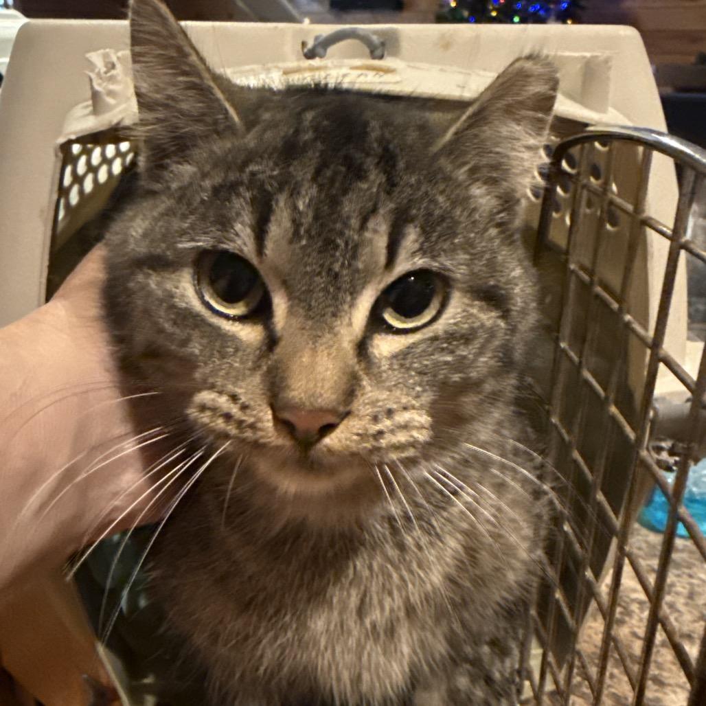 Pixie, Adoptable, Adult Female Domestic Short Hair.