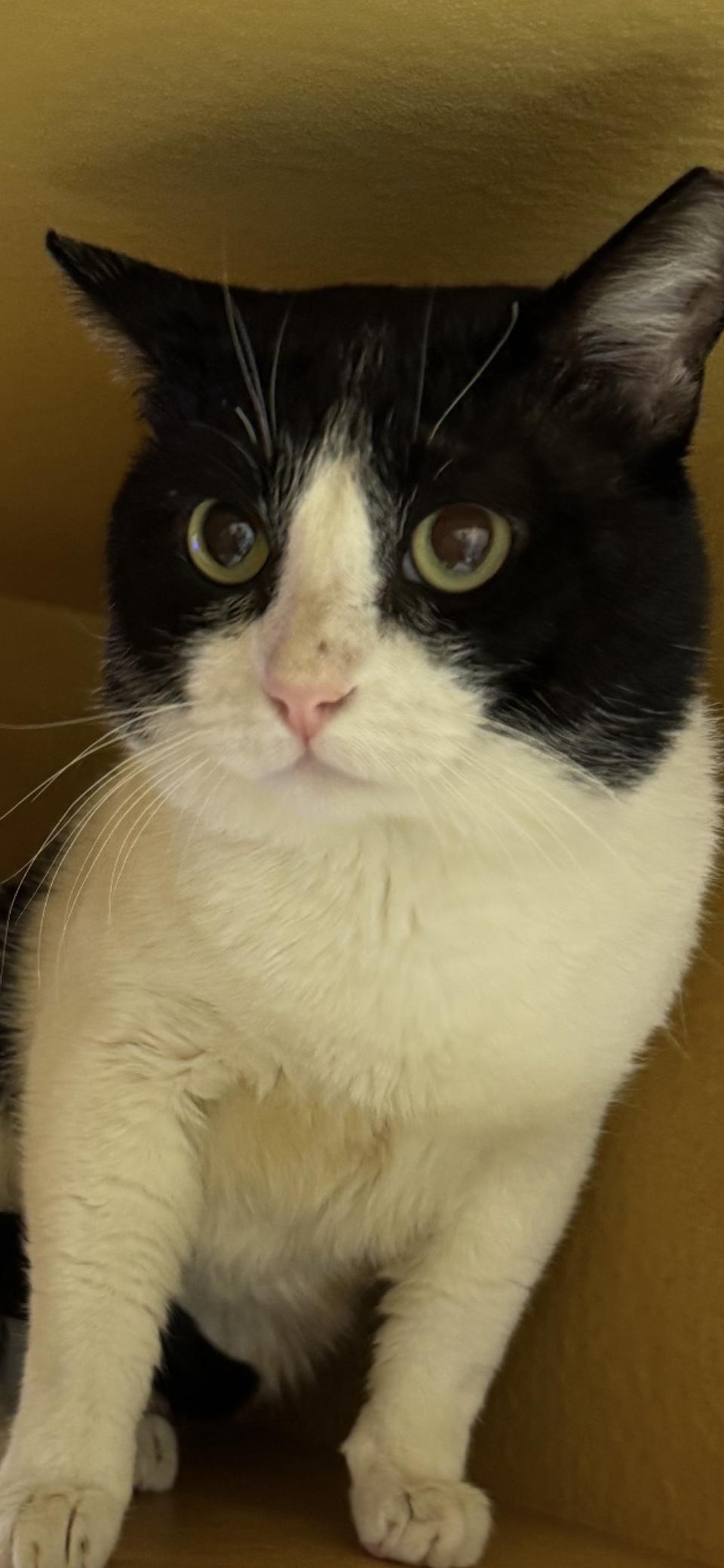 Enlarge Ollie, a Adoptable Domestic Short Hair in Scottsdale, AZ image 1/1