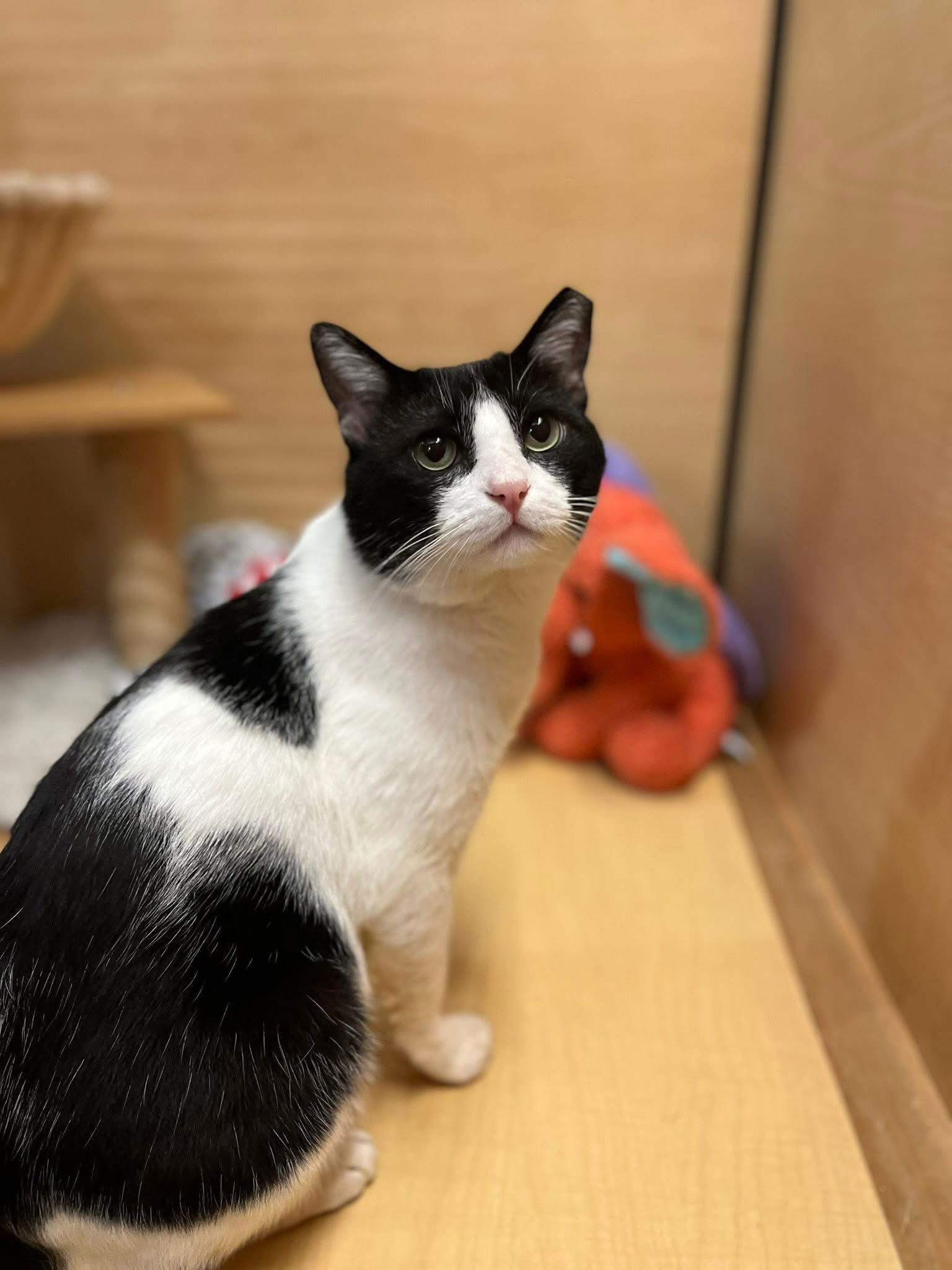 Enlarge Ollie, a Adoptable Domestic Short Hair in Scottsdale, AZ image 2/2