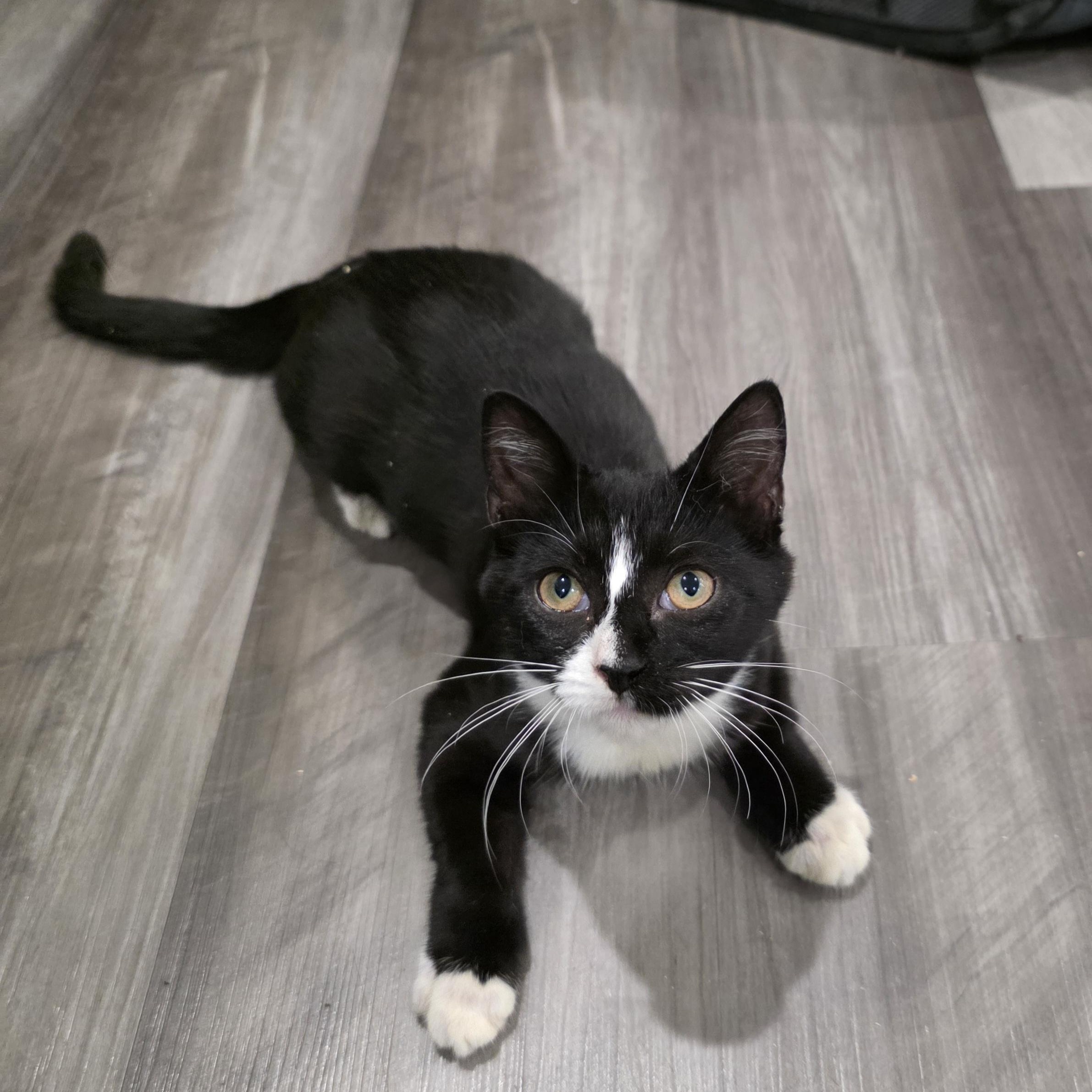 Trix, Adoptable, Kitten Female Domestic Short Hair & Tuxedo.