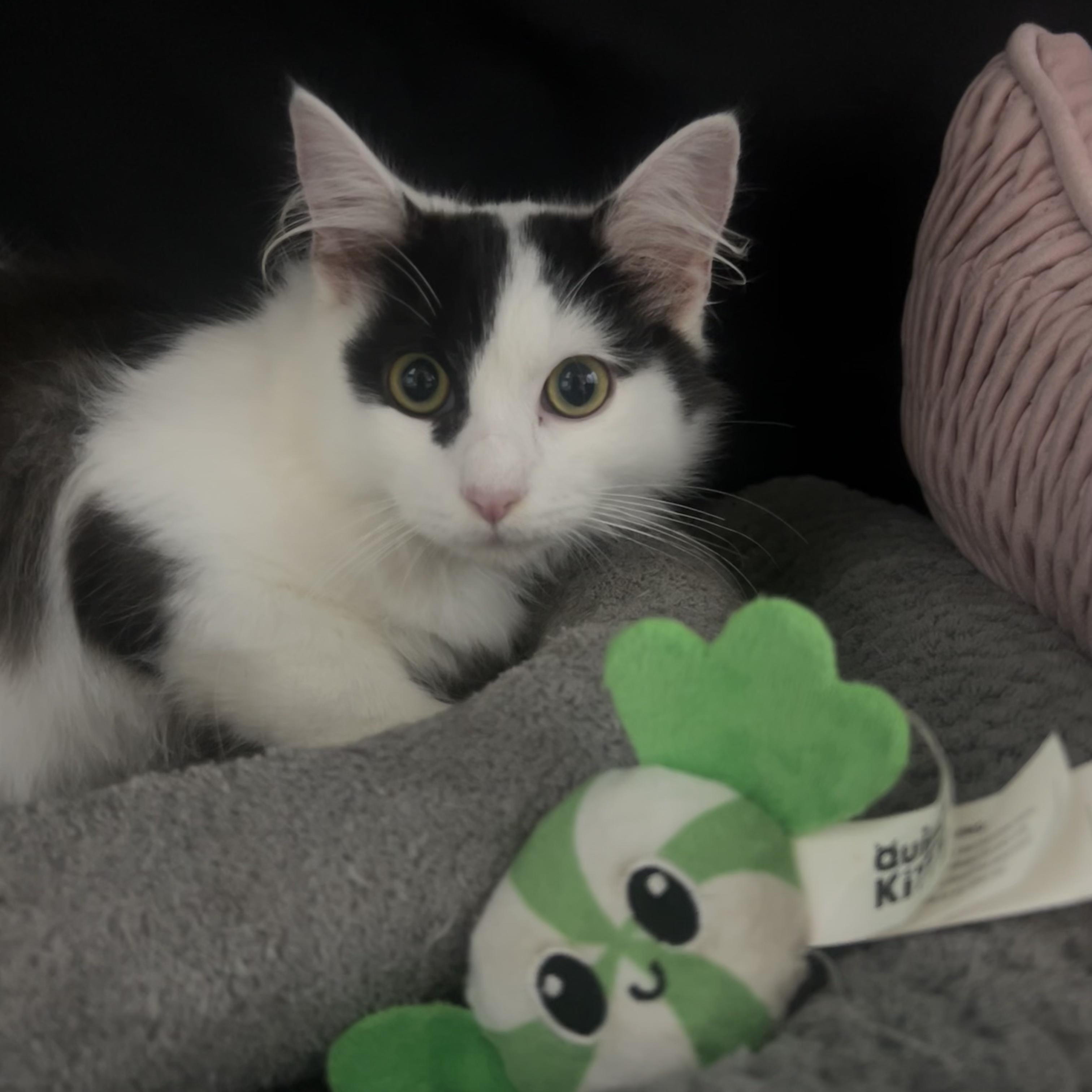 Enlarge Kai, an adopted Domestic Long Hair in Johnson City, TN image 2/5