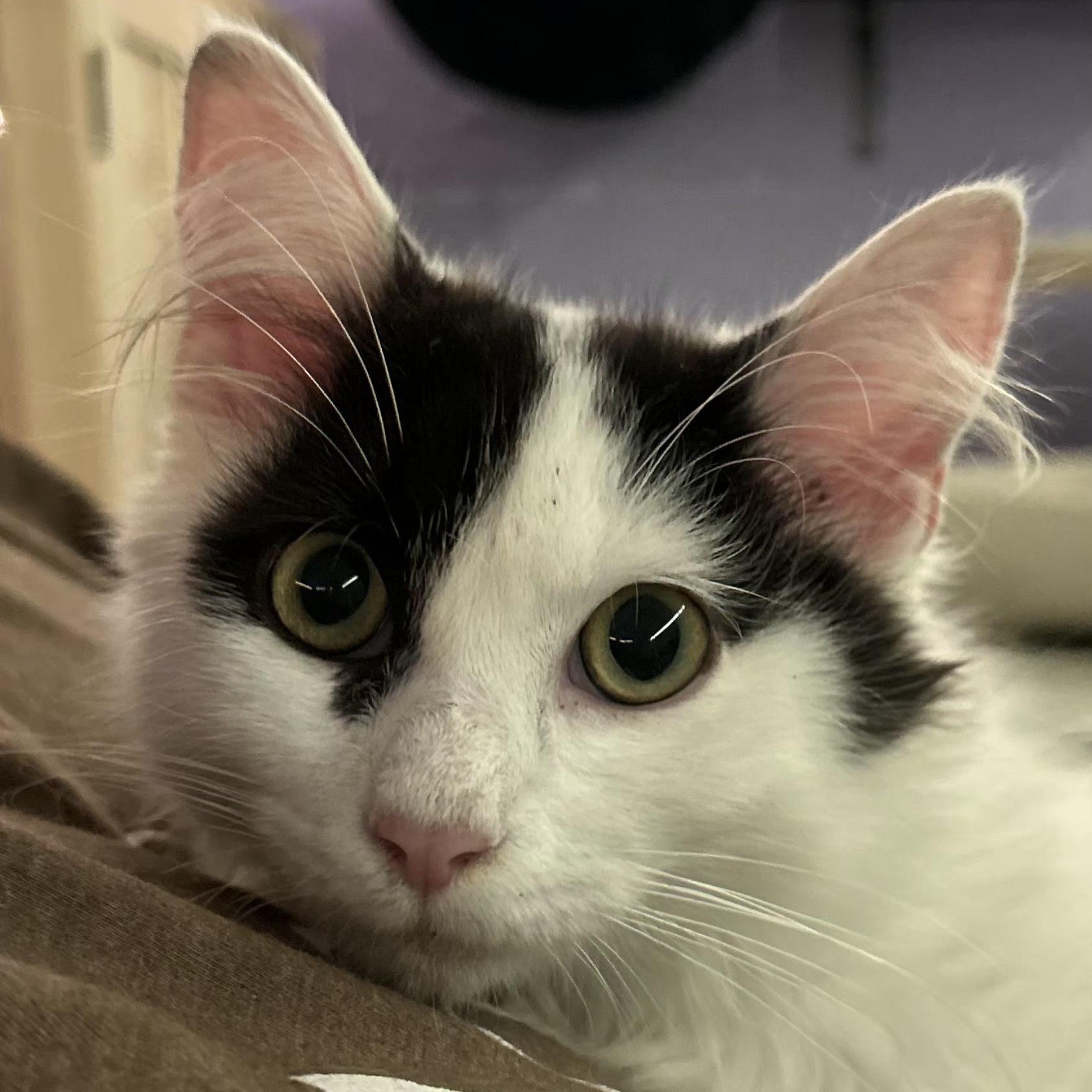 Kai, adopted, Kitten Male Domestic Long Hair.