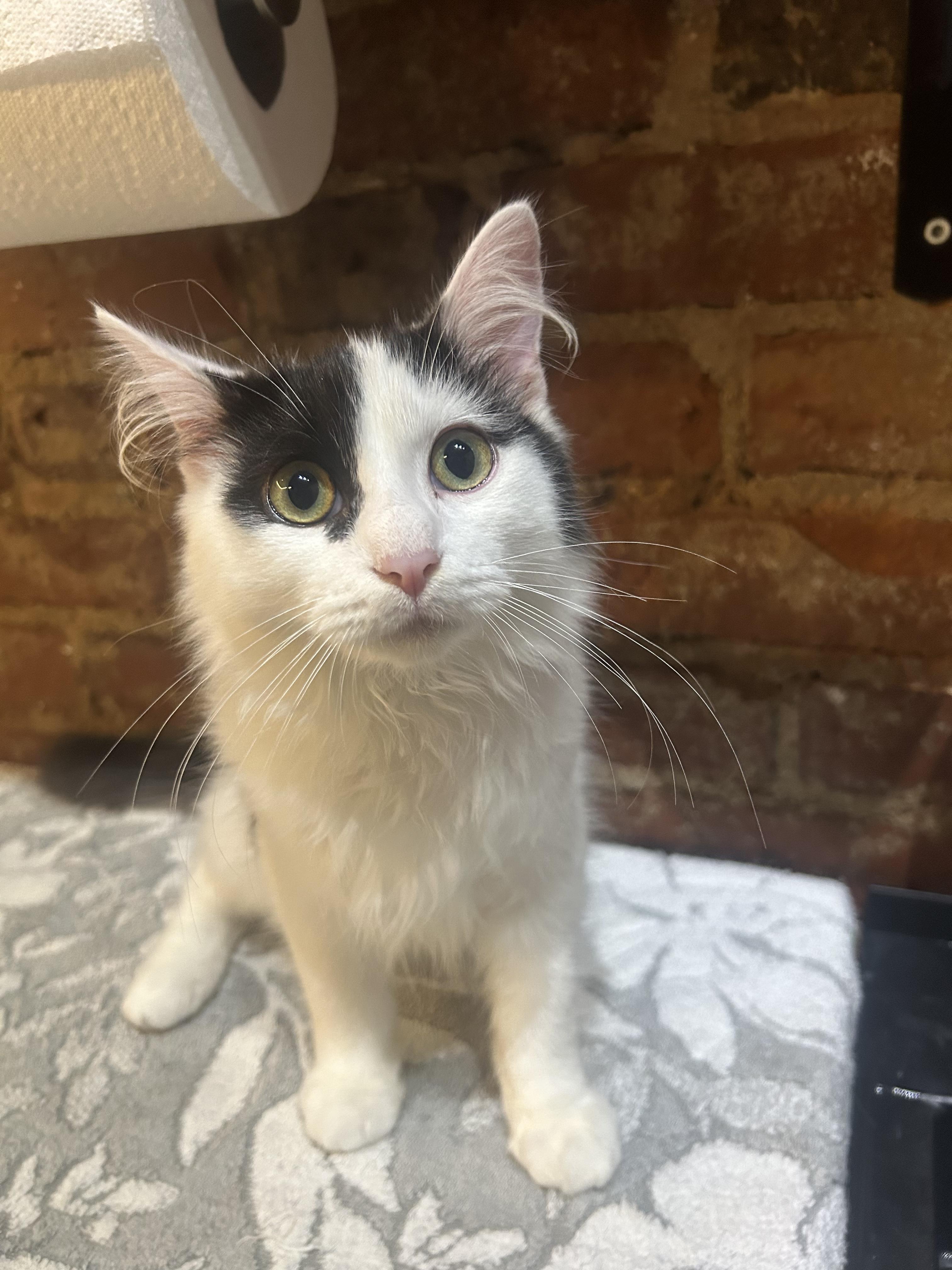 Enlarge Kai, an adopted Domestic Long Hair in Johnson City, TN image 3/5