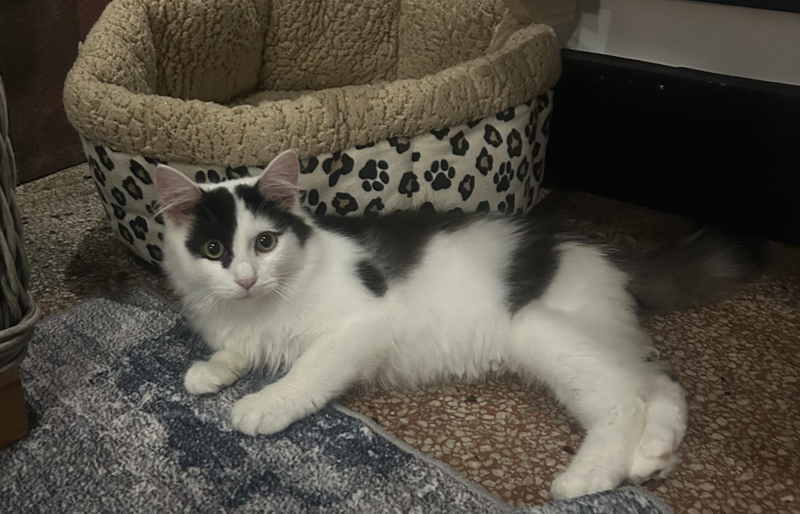 Enlarge Kai, an adopted Domestic Long Hair in Johnson City, TN image 5/5