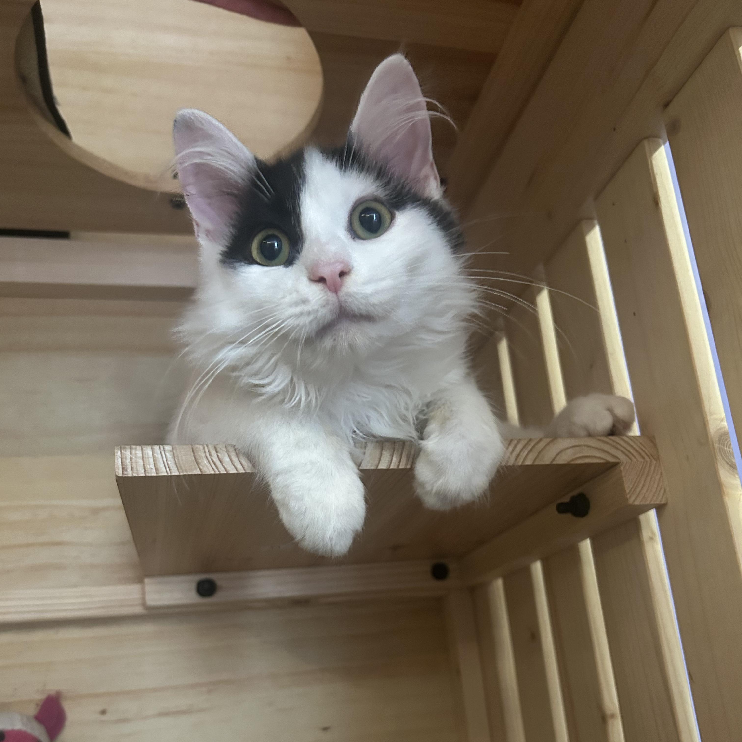 Enlarge Kai, an adopted Domestic Long Hair in Johnson City, TN image 4/5