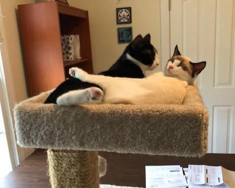 SANTIAGO, Adoptable, Adult Male Domestic Short Hair.