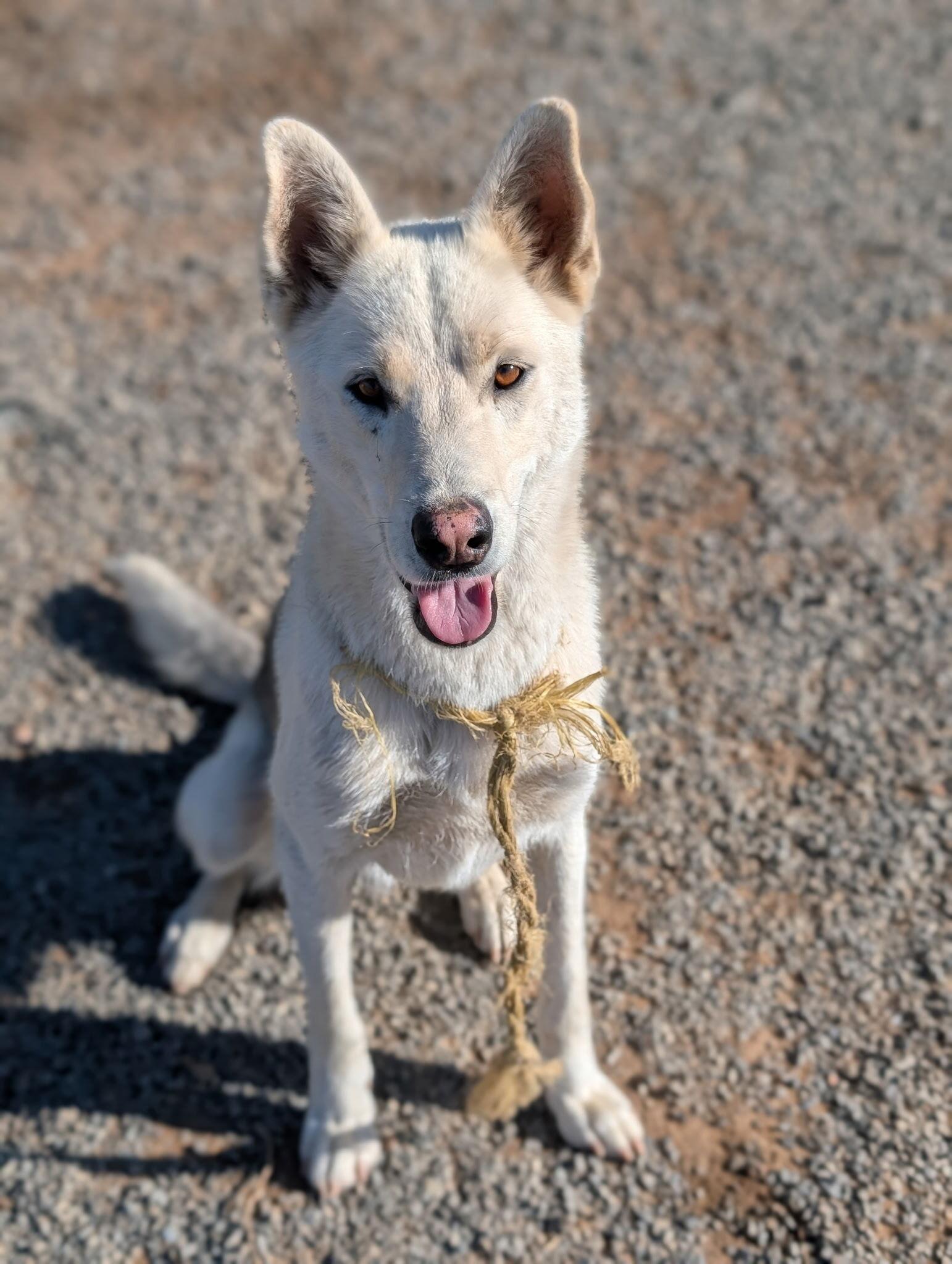 Enlarge Deisel - Courtesy Listing, a Adoptable German Shepherd Dog in Rootstown, OH image 1/2