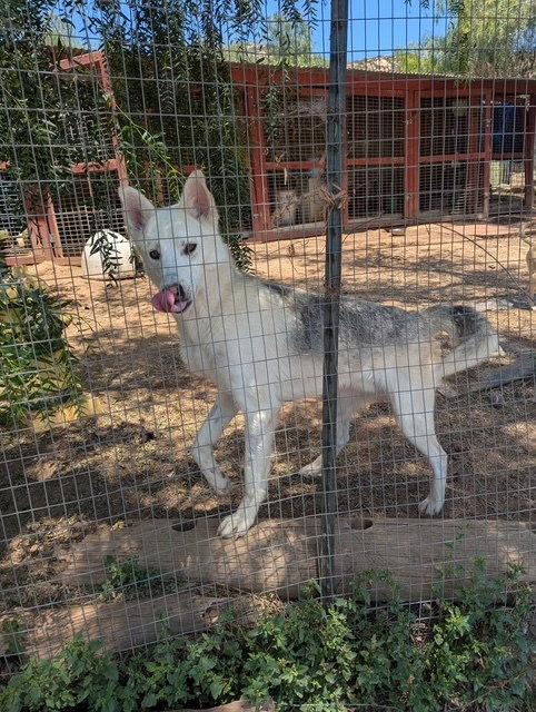 Deisel - Courtesy Listing, a Adoptable German Shepherd Dog in Rootstown, OH image 2/2