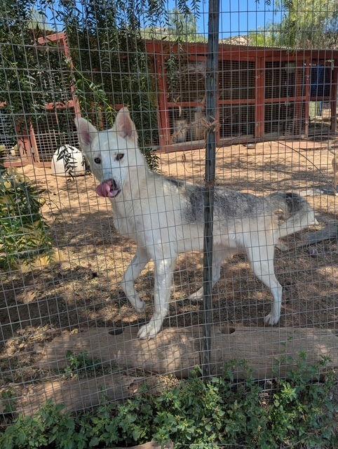 Enlarge Deisel - Courtesy Listing, a Adoptable German Shepherd Dog in Rootstown, OH image 2/2