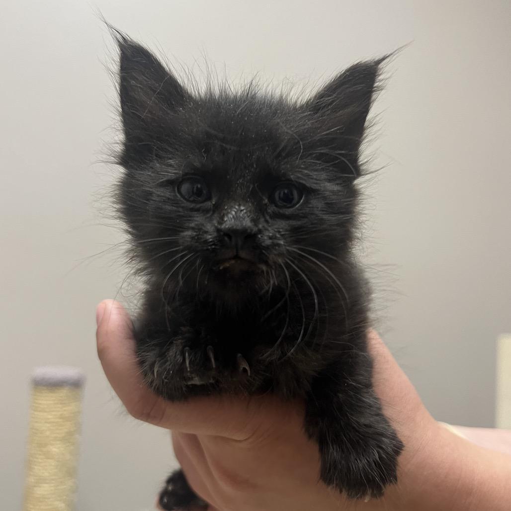 Mulan, Adoptable, Kitten Female Domestic Short Hair & Domestic Short Hair.