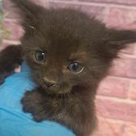 Enlarge Mulan, a Adoptable mixed breed in Fort Collins, CO image 2/4
