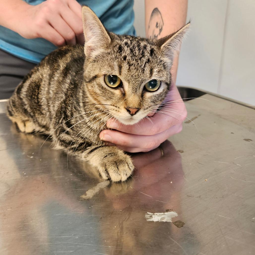 Sprayer, Adoptable, Young Male Domestic Short Hair.
