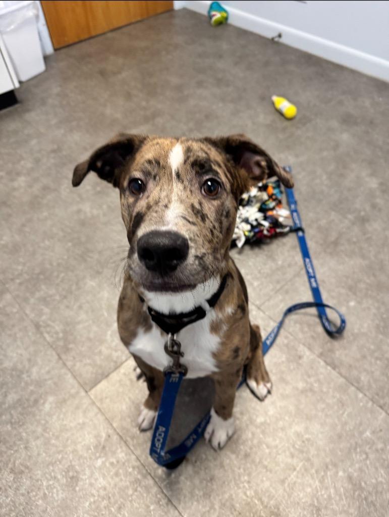 Enlarge River, a Adoptable mixed breed in Gloversville, NY image 2/5