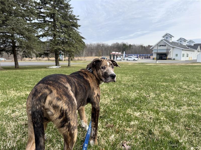 Enlarge River, a Adoptable mixed breed in Gloversville, NY image 3/5