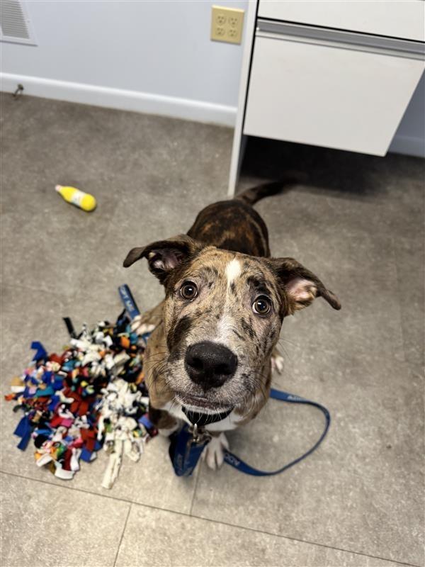 Enlarge River, a Adoptable mixed breed in Gloversville, NY image 4/5