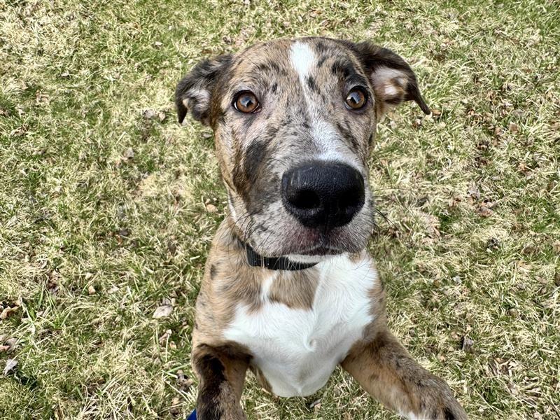 Enlarge River, a Adoptable mixed breed in Gloversville, NY image 5/5