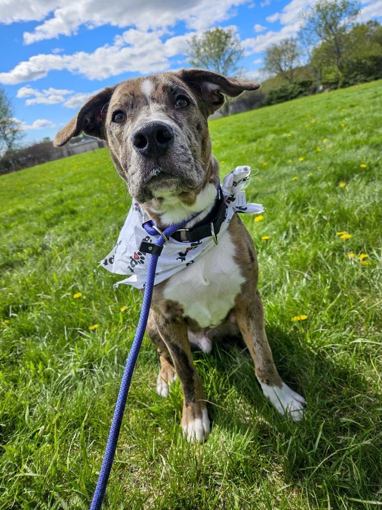 Enlarge River, a Adoptable mixed breed in Gloversville, NY image 5/5
