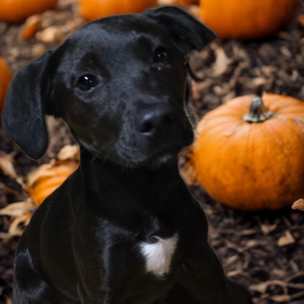 Enlarge Ryder, a Adoptable mixed breed in Westfield, IN image 2/2
