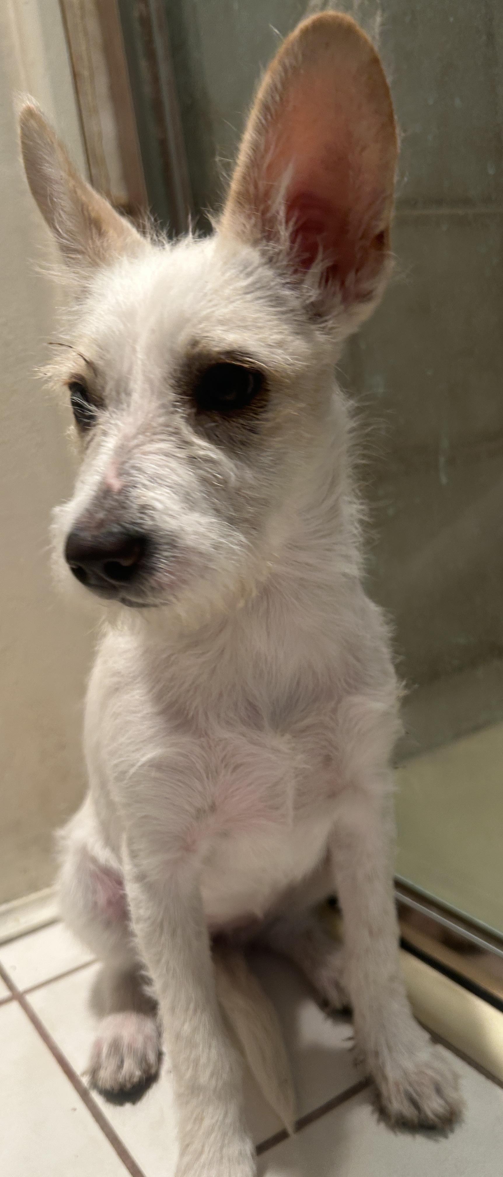 LUNA, ADOPTABLE, Puppy Female Terrier.