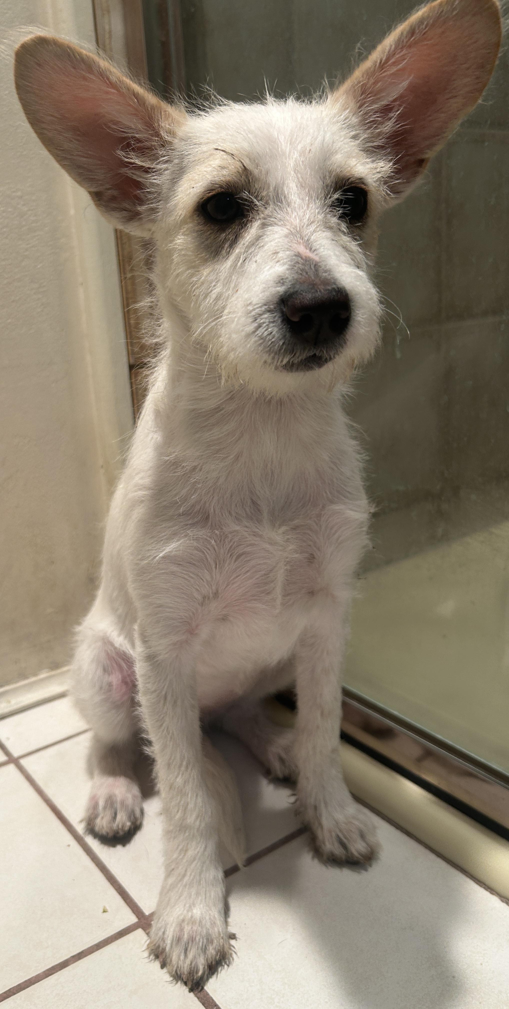 LUNA, a ADOPTABLE mixed breed in El Cajon, CA image 5/6