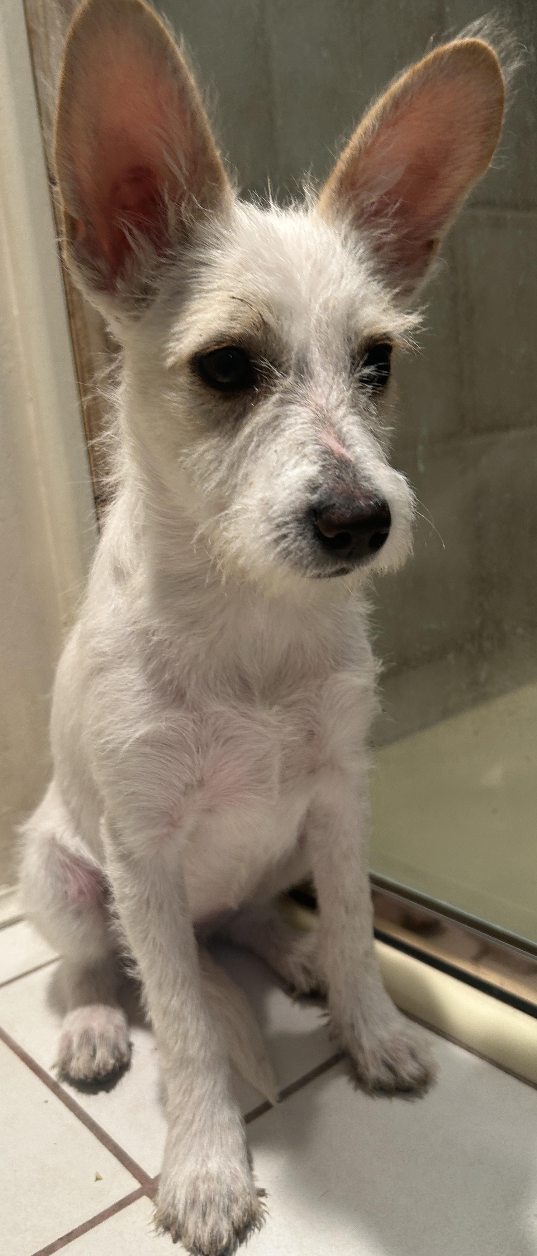 LUNA, a ADOPTABLE mixed breed in El Cajon, CA image 4/6
