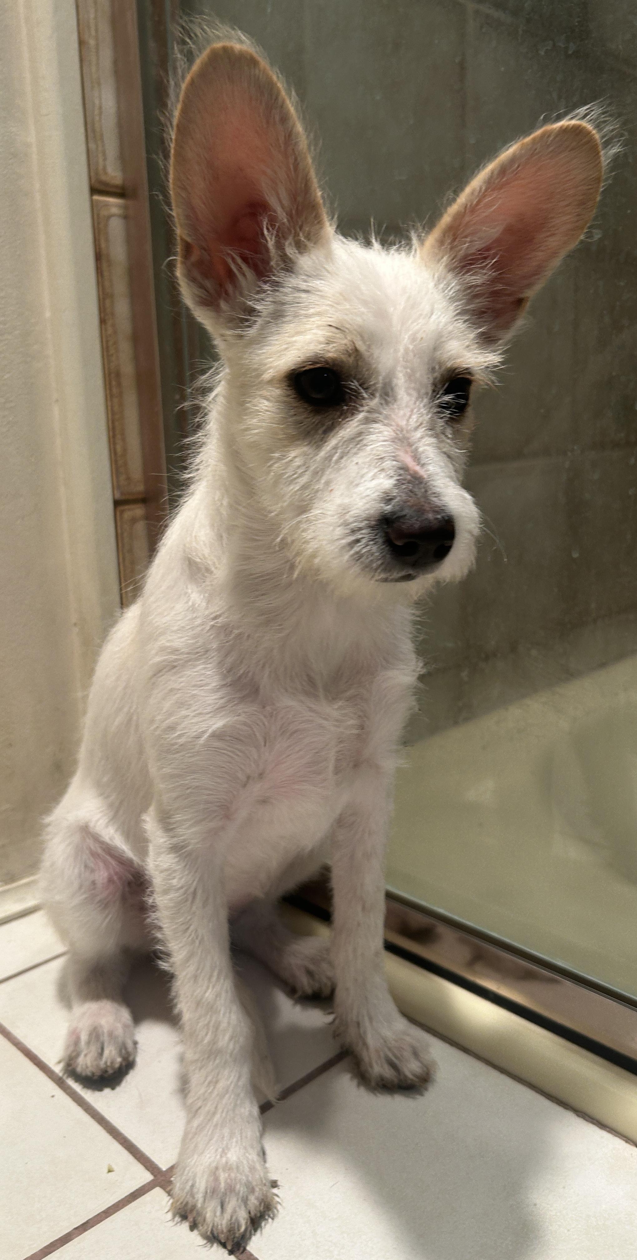 LUNA, a ADOPTABLE mixed breed in El Cajon, CA image 3/6