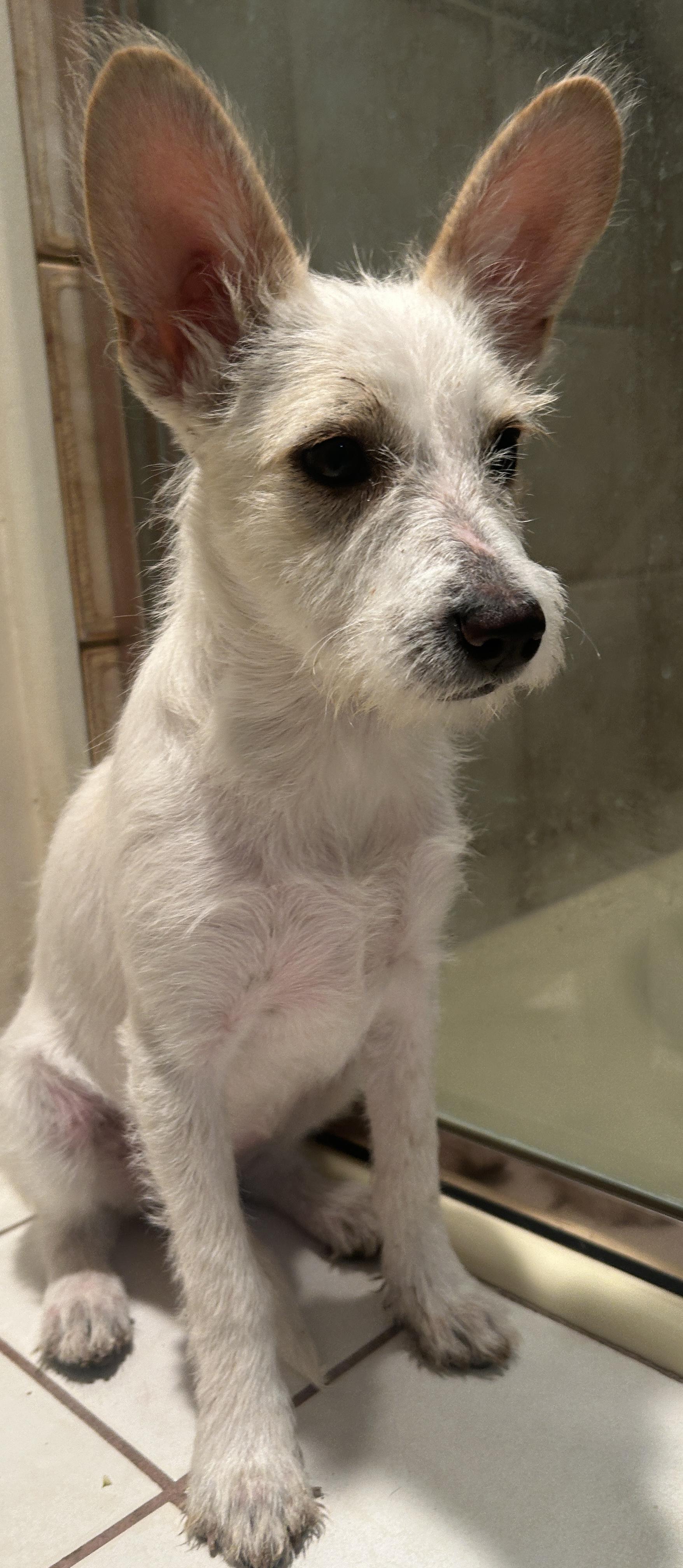 LUNA, a ADOPTABLE mixed breed in El Cajon, CA image 2/6