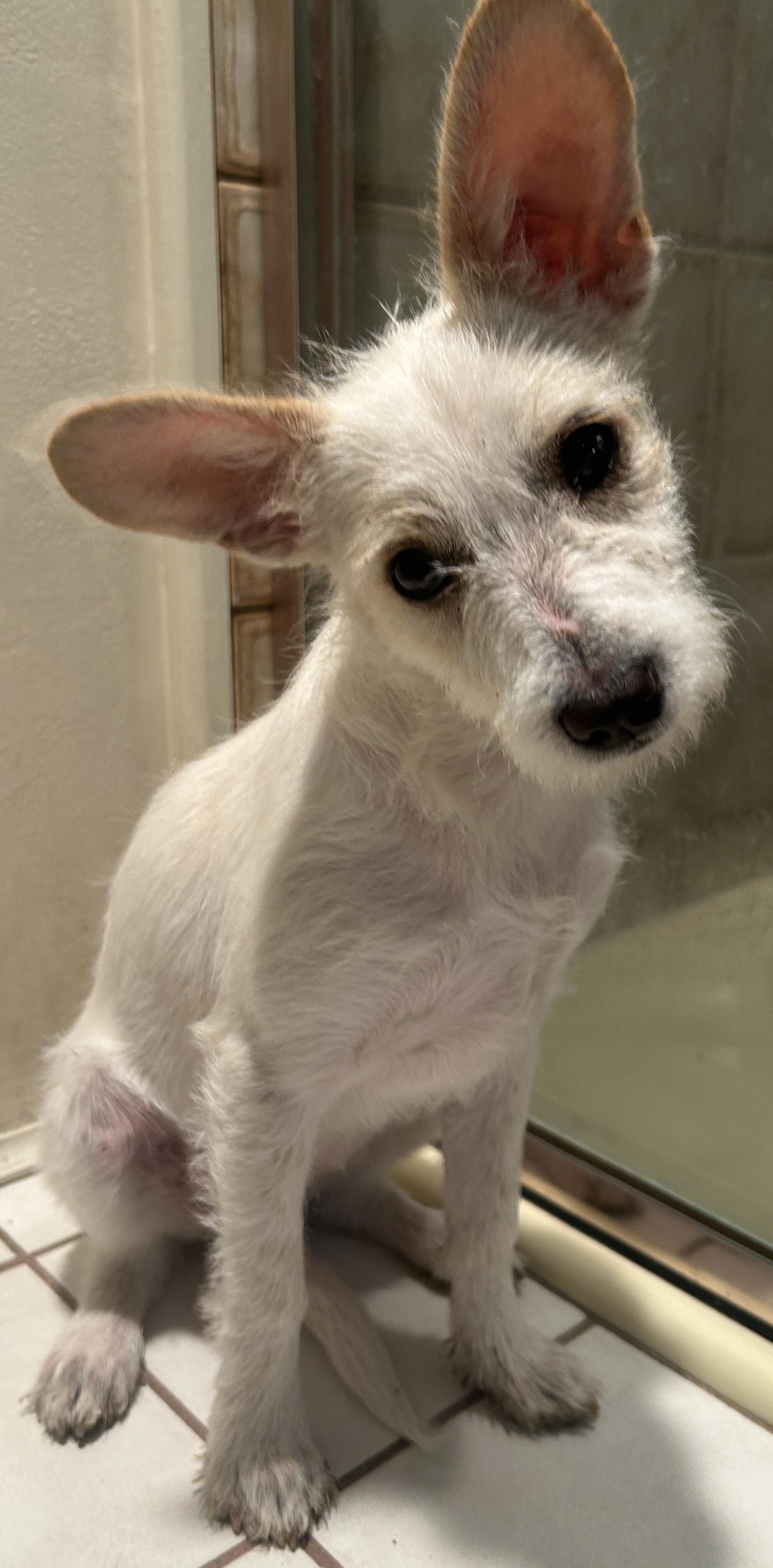 LUNA, a ADOPTABLE mixed breed in El Cajon, CA image 6/6