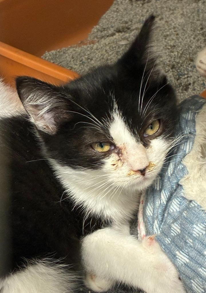 Brooks, Adoptable, Kitten Male Domestic Short Hair.