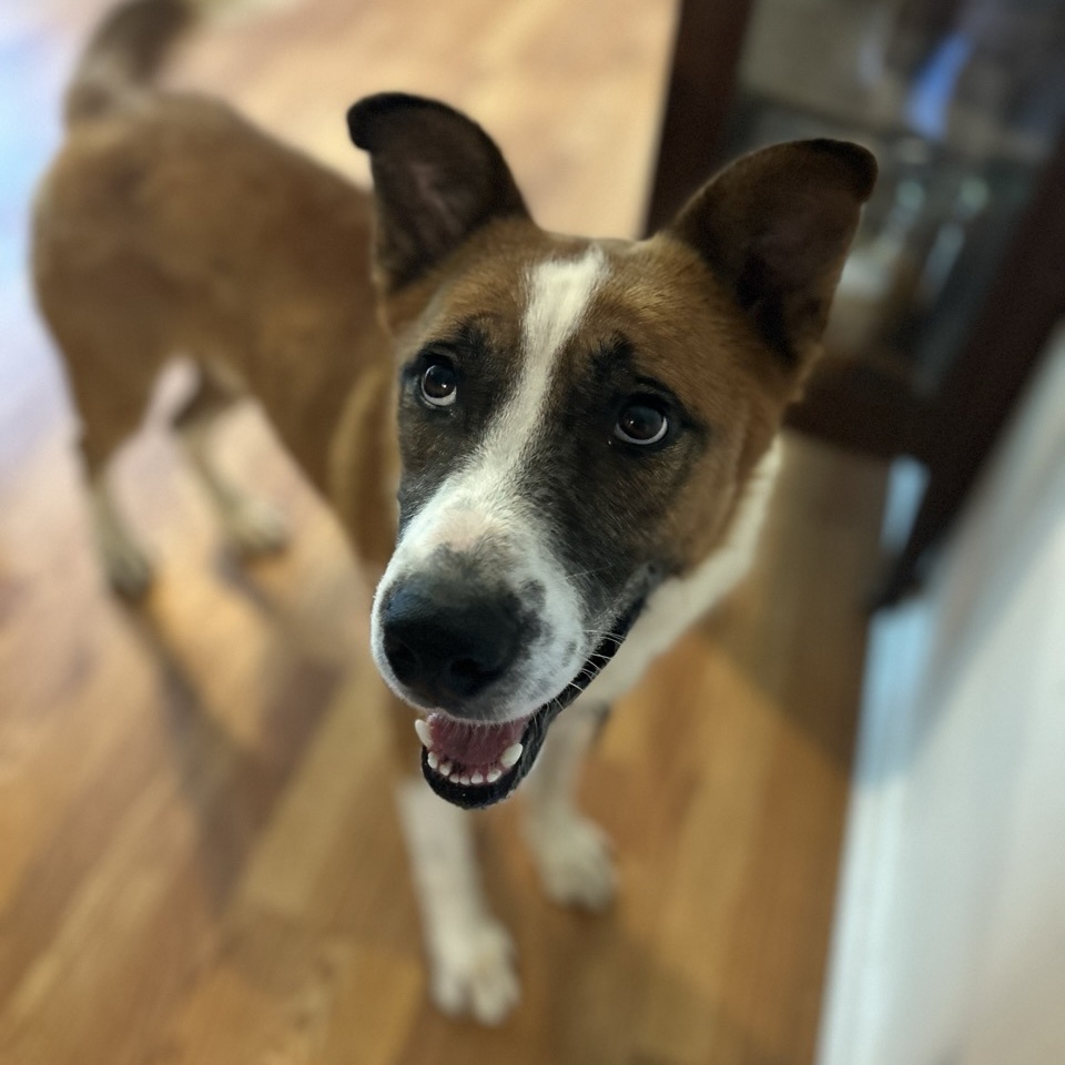 Dog for adoption Delaney, a Shepherd Mix in Frederick , MD Petfinder