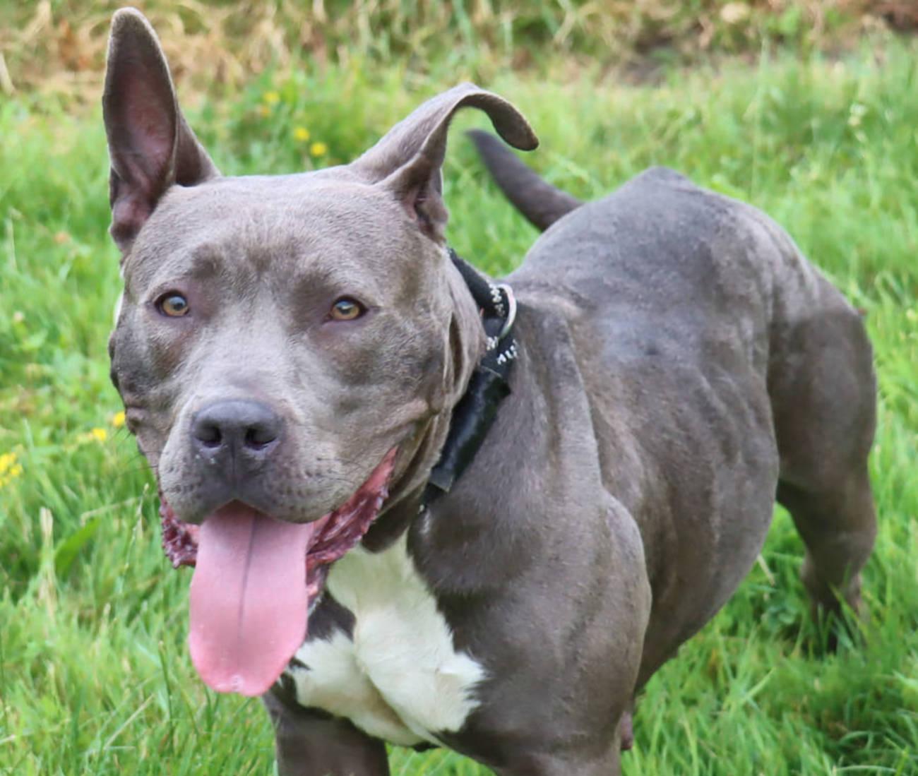 Enlarge Wilma, a Adoptable mixed breed in Euclid, OH image 1/6