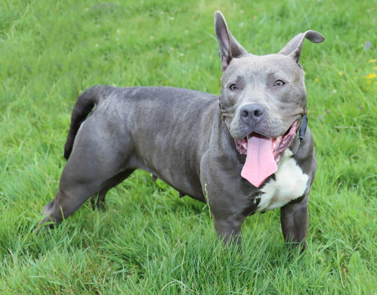 Enlarge Wilma, a Adoptable mixed breed in Euclid, OH image 2/6