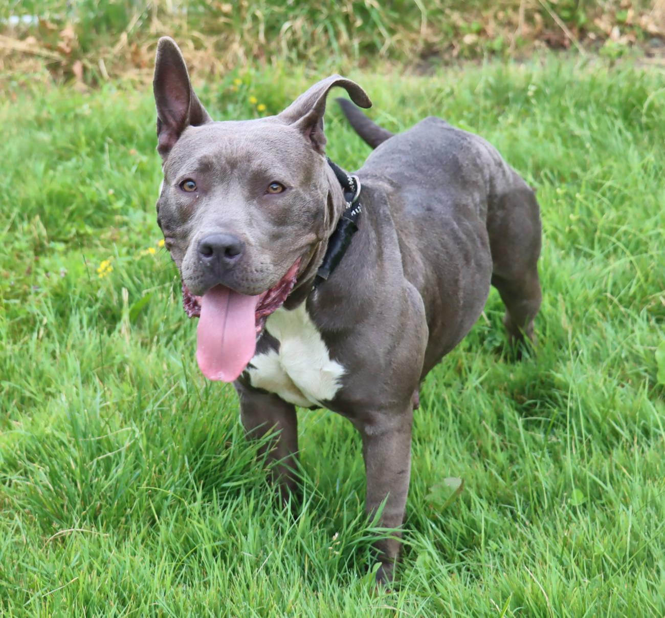 Enlarge Wilma, a Adoptable mixed breed in Euclid, OH image 5/6