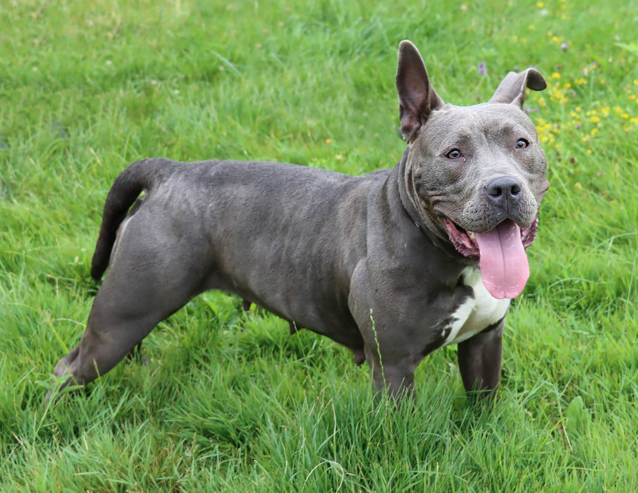 Enlarge Wilma, a Adoptable mixed breed in Euclid, OH image 6/6