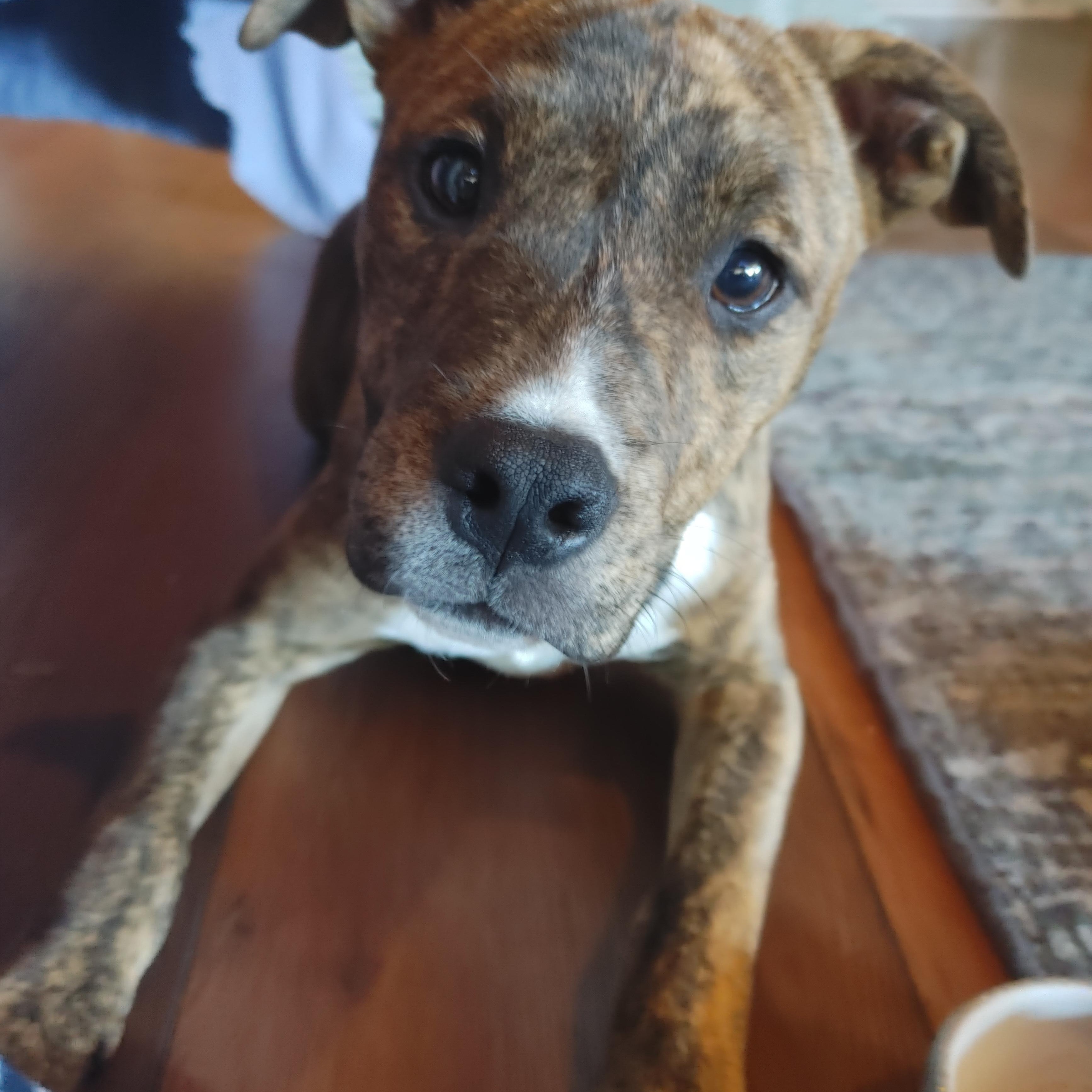 Batman, a Adoptable mixed breed in Puyallup, WA image 2/6