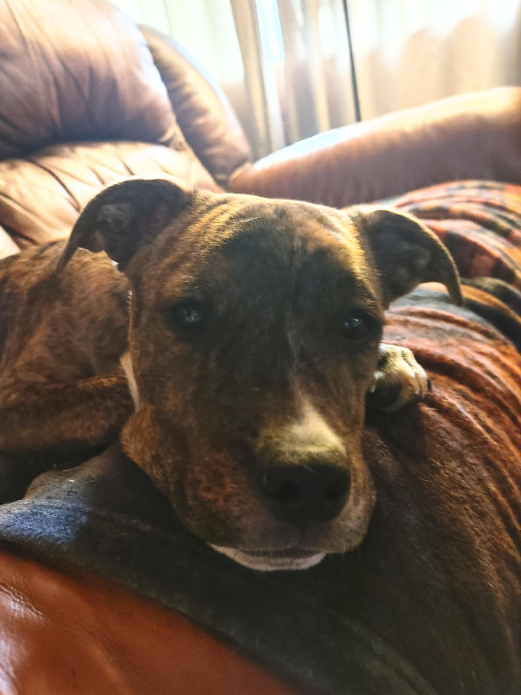 Batman, a Adoptable mixed breed in Puyallup, WA image 4/6