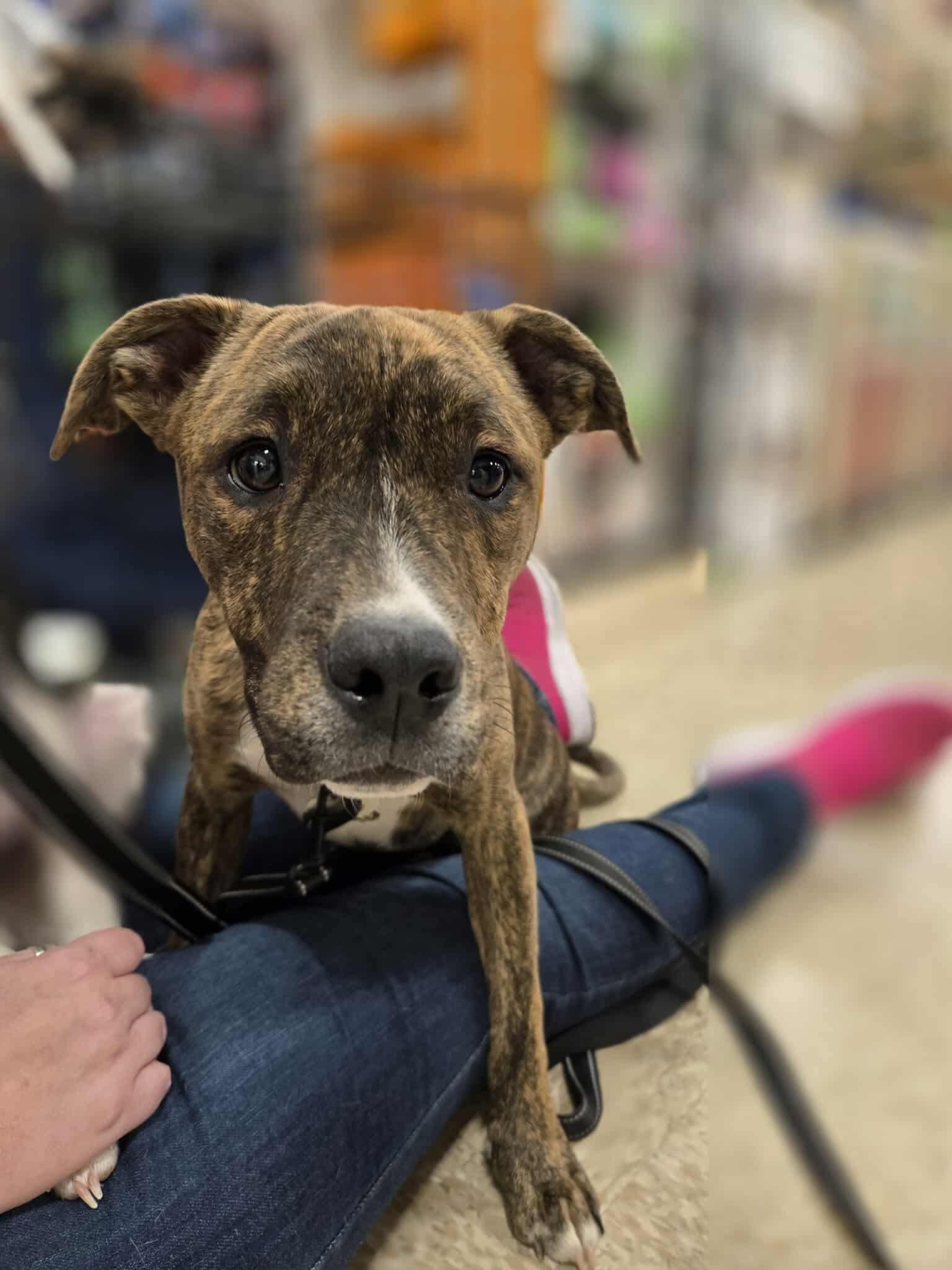 Batman, a Adoptable mixed breed in Puyallup, WA image 1/6