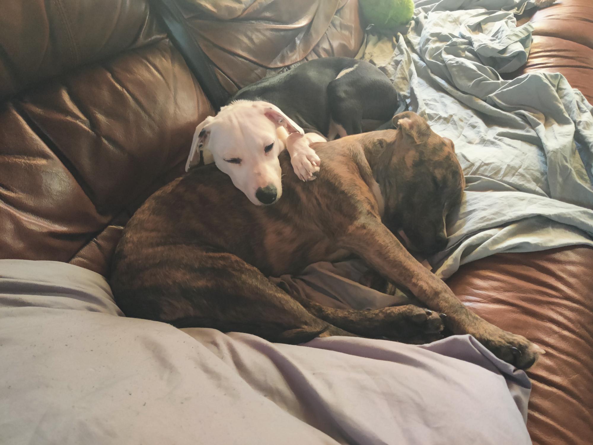 Batman, a Adoptable mixed breed in Puyallup, WA image 6/6